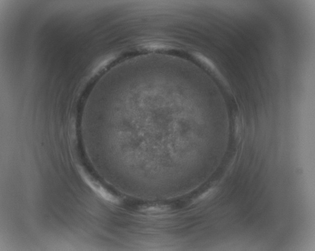 X0000082990447200702011433