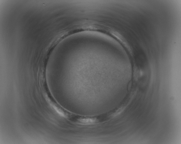 X0000082990449200702011433