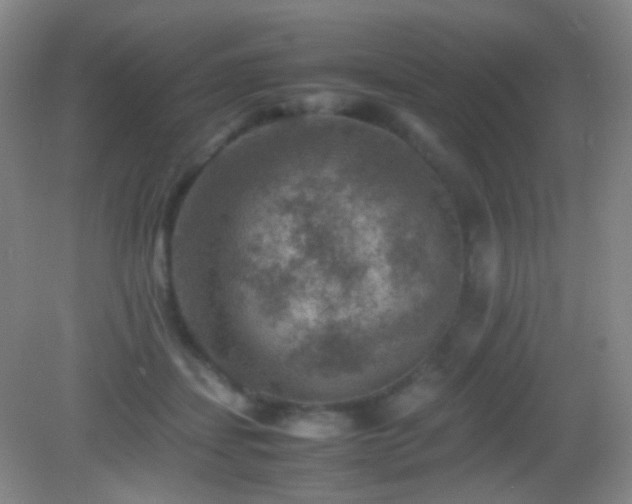 X0000082990459200702011433