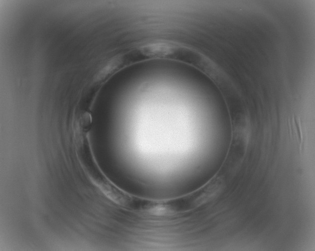 X0000082990460200702011433