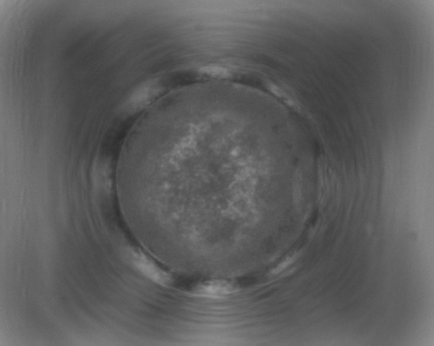 X0000082990466200702011433