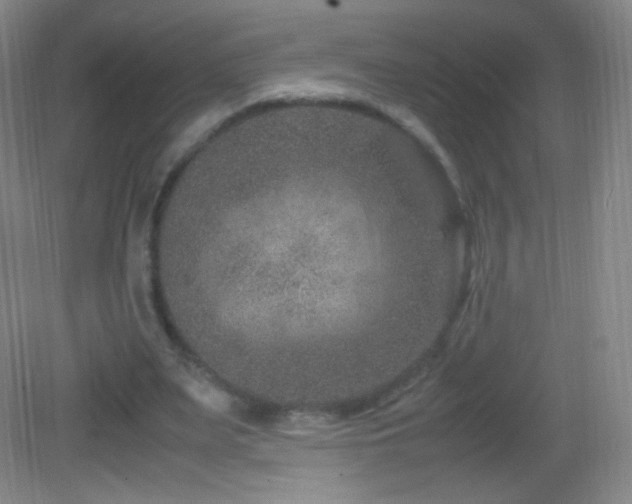 X0000082990487200702011433