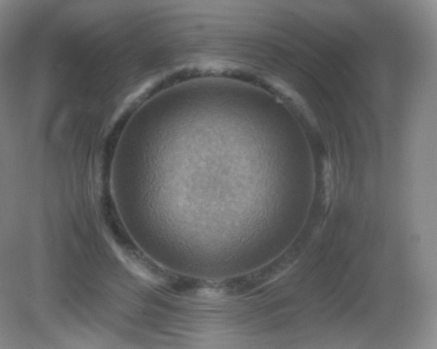 X0000082990496200702011433