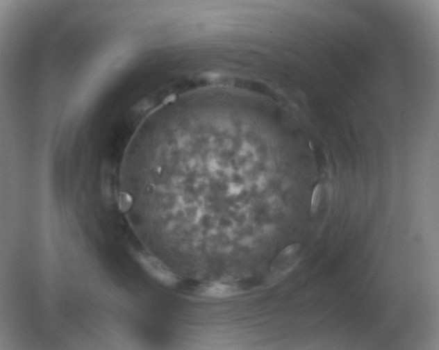 X0000082990527200702011432