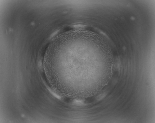 X0000082990573200702011432