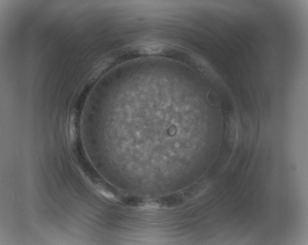 X0000082990598200702011431