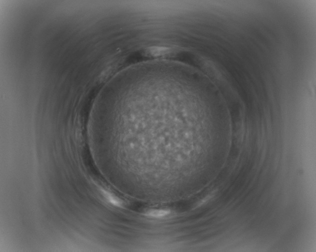 X0000082990653200702011430