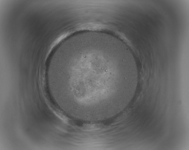 X0000082990679200702011429