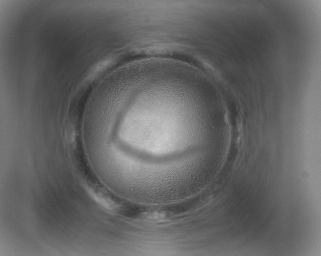 X0000082990687200702011429