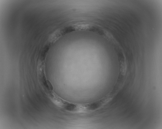 X0000082990701200702011429