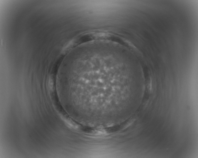 X0000082990715200702011429