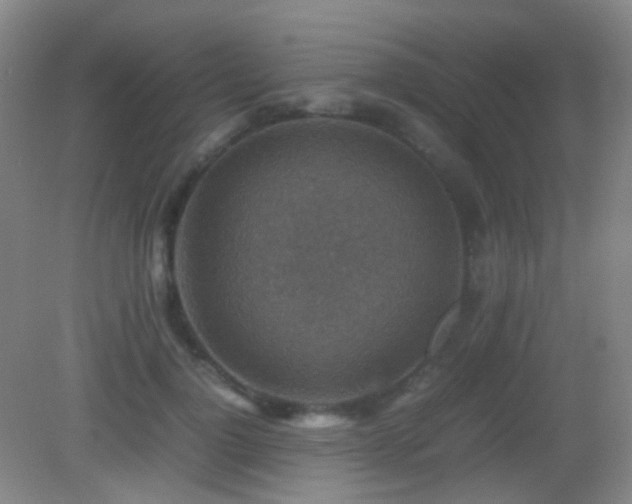 X0000082990748200702011428