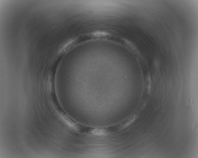 X0000082990762200702011429