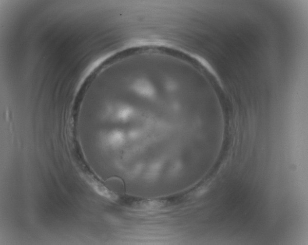 X0000082990879200702011426