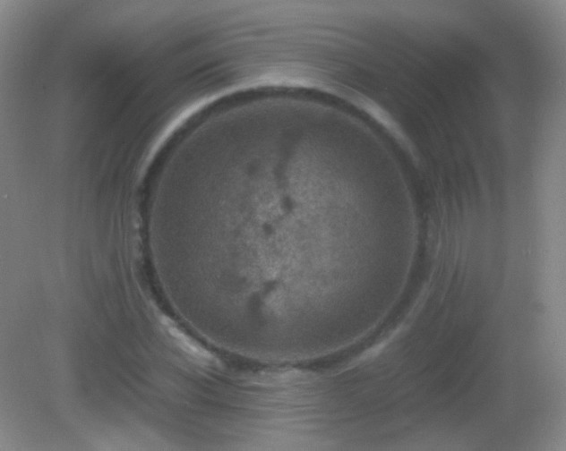 X0000082990926200702011425