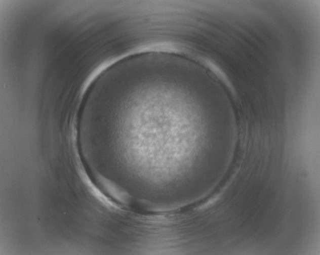 X0000082990944200702011425