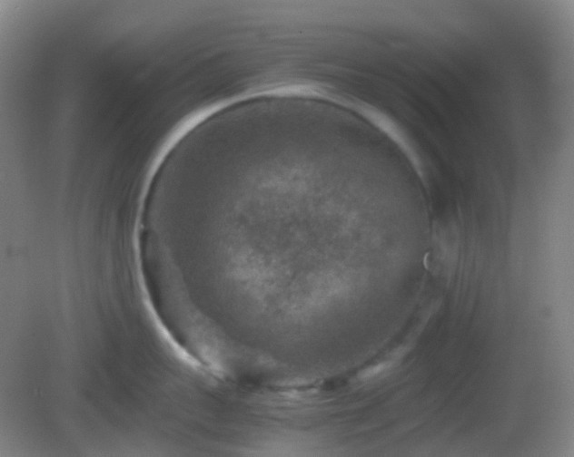 X0000082990959200702011426