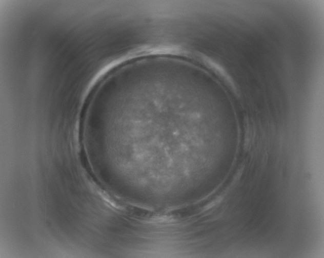 X0000082991174200702011421