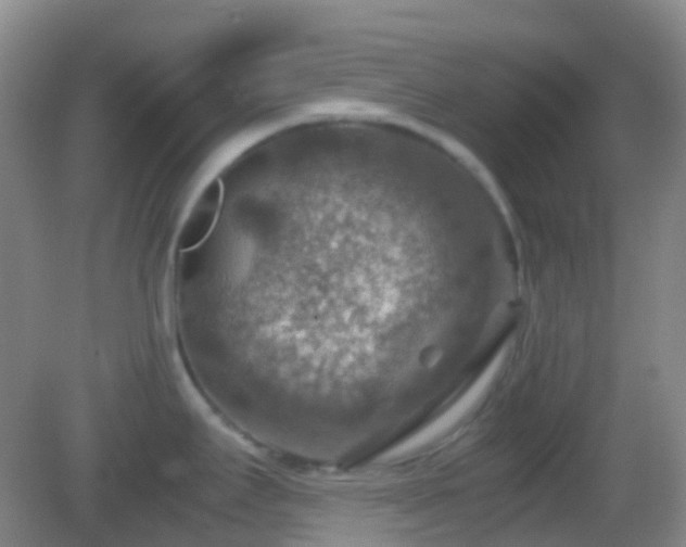 X0000082991295200702011419