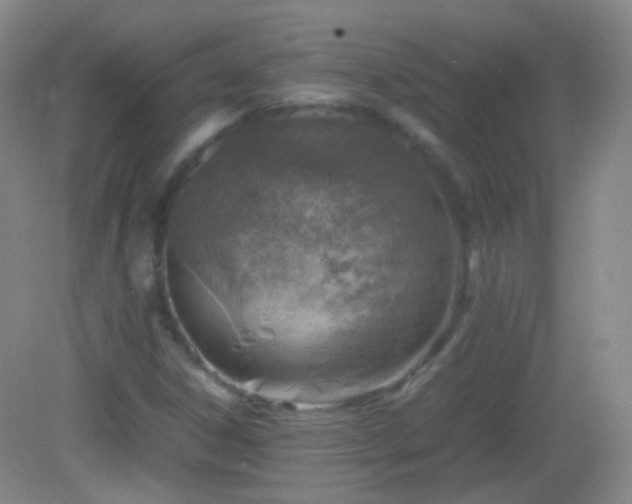 X0000082991306200702011418