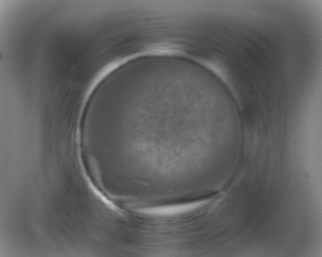 X0000082991335200702011419