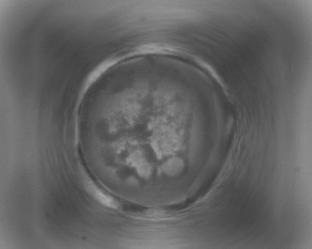 X0000082991371200702011418