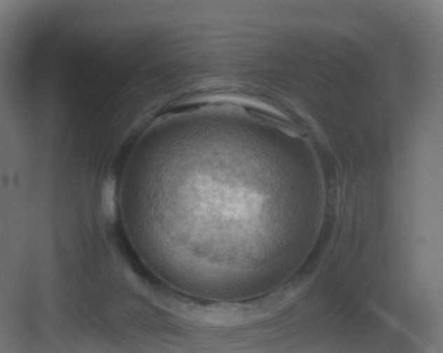 X0000082990024200702081846