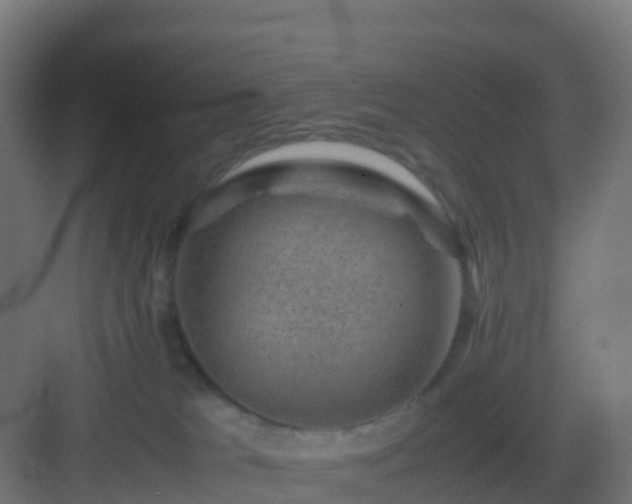 X0000082990037200702081846