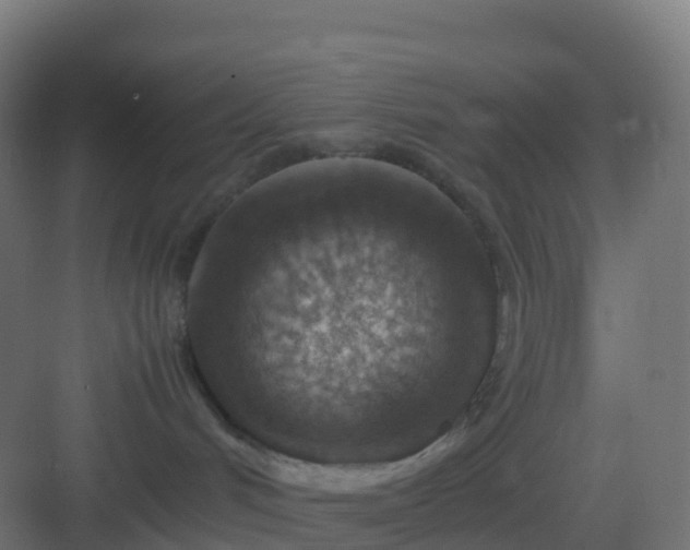 X0000082990048200702081846