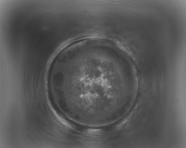 X0000082990055200702081845