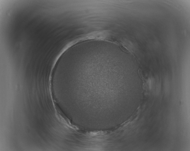 X0000082990100200702081845