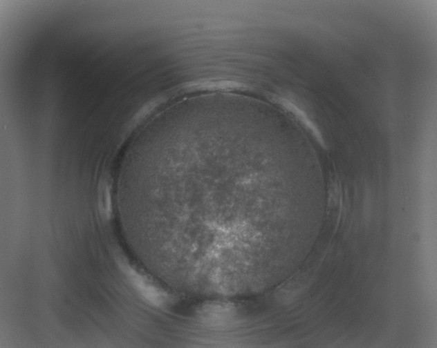 X0000082990110200702081845