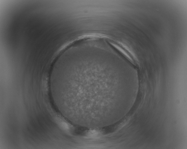 X0000082990111200702081844