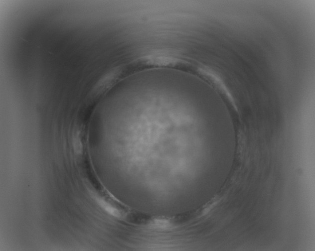 X0000082990114200702081844