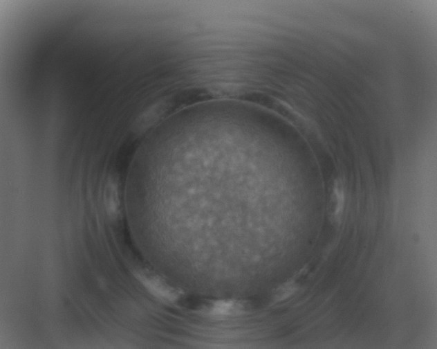 X0000082990130200702081844