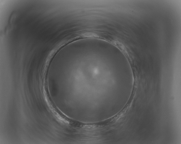 X0000082990145200702081843