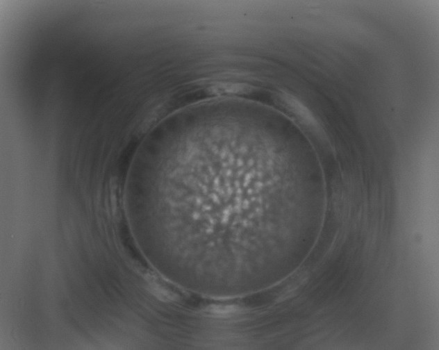 X0000082990169200702081844