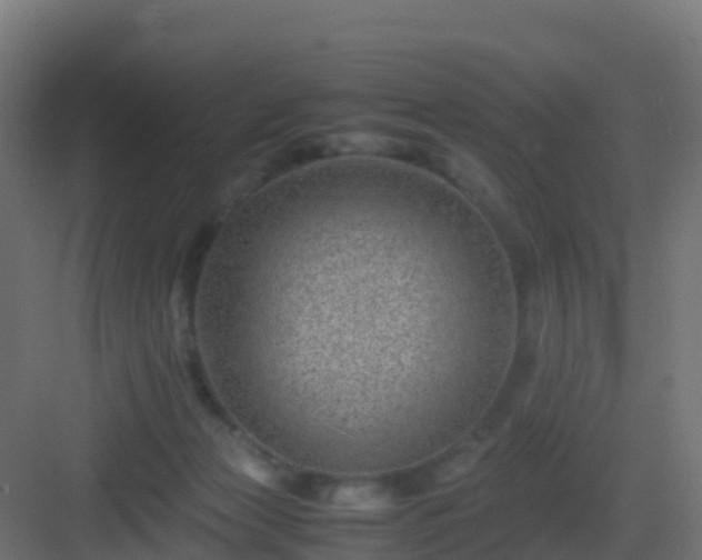 X0000082990173200702081844