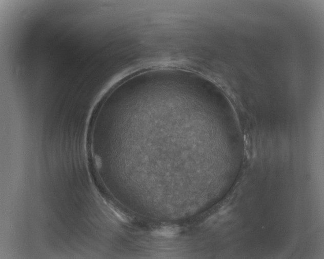 X0000082990196200702081843