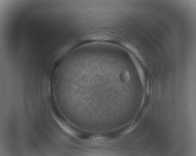 X0000082990205200702081843