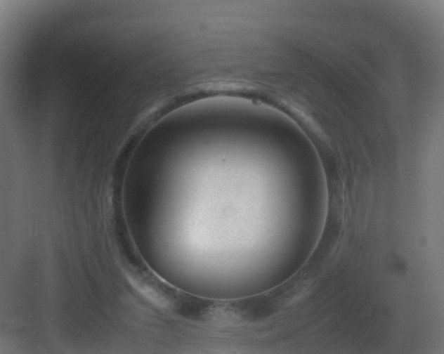 X0000082990207200702081843