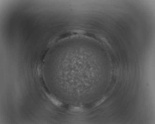 X0000082990285200702081842