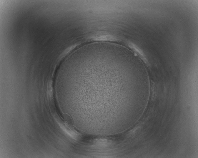 X0000082990298200702081841