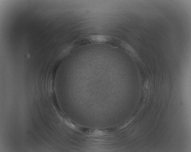 X0000082990330200702081841