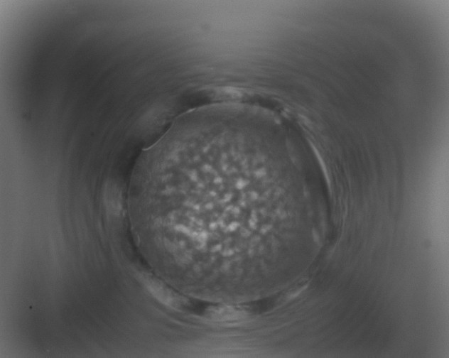 X0000082990331200702081841