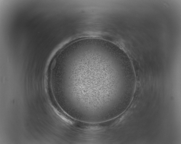 X0000082990342200702081840