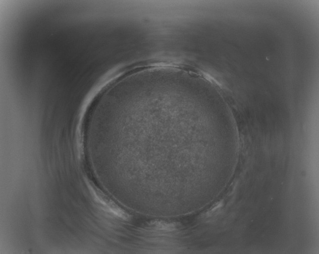 X0000082990343200702081840