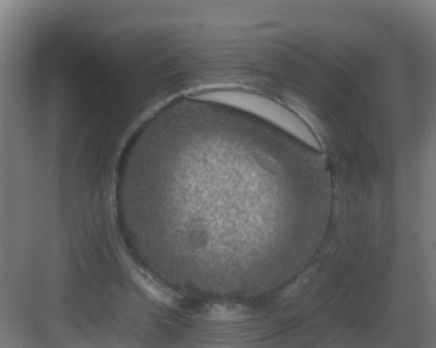 X0000082990346200702081840