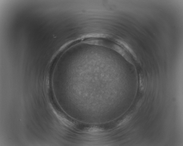 X0000082990348200702081840