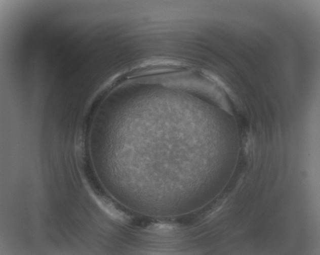 X0000082990352200702081840